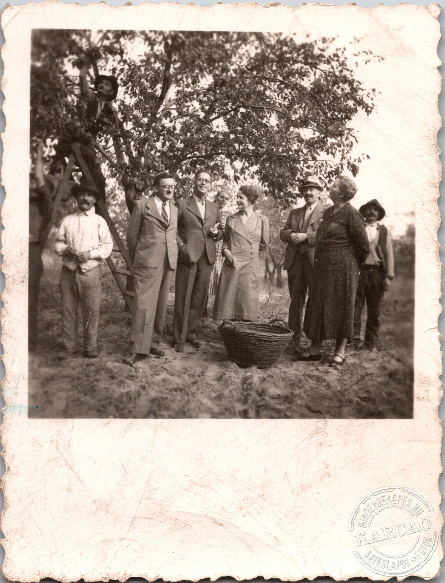 Szilvaszedés